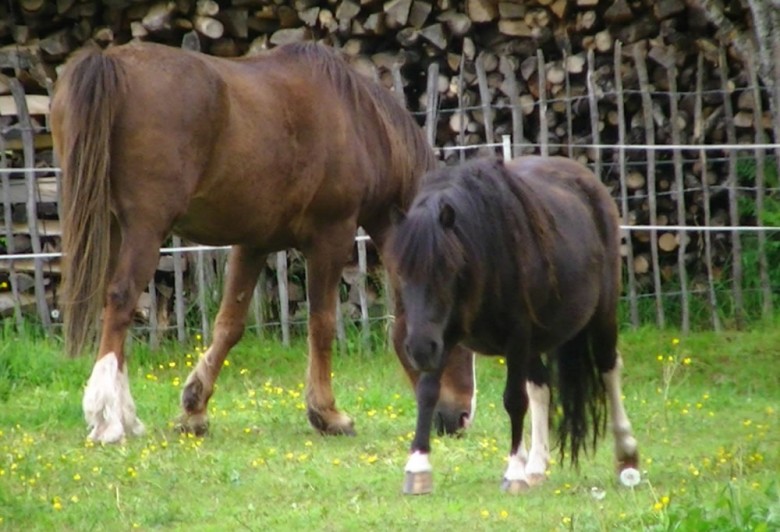 Pferde und Ponys am Gut Vögeihof